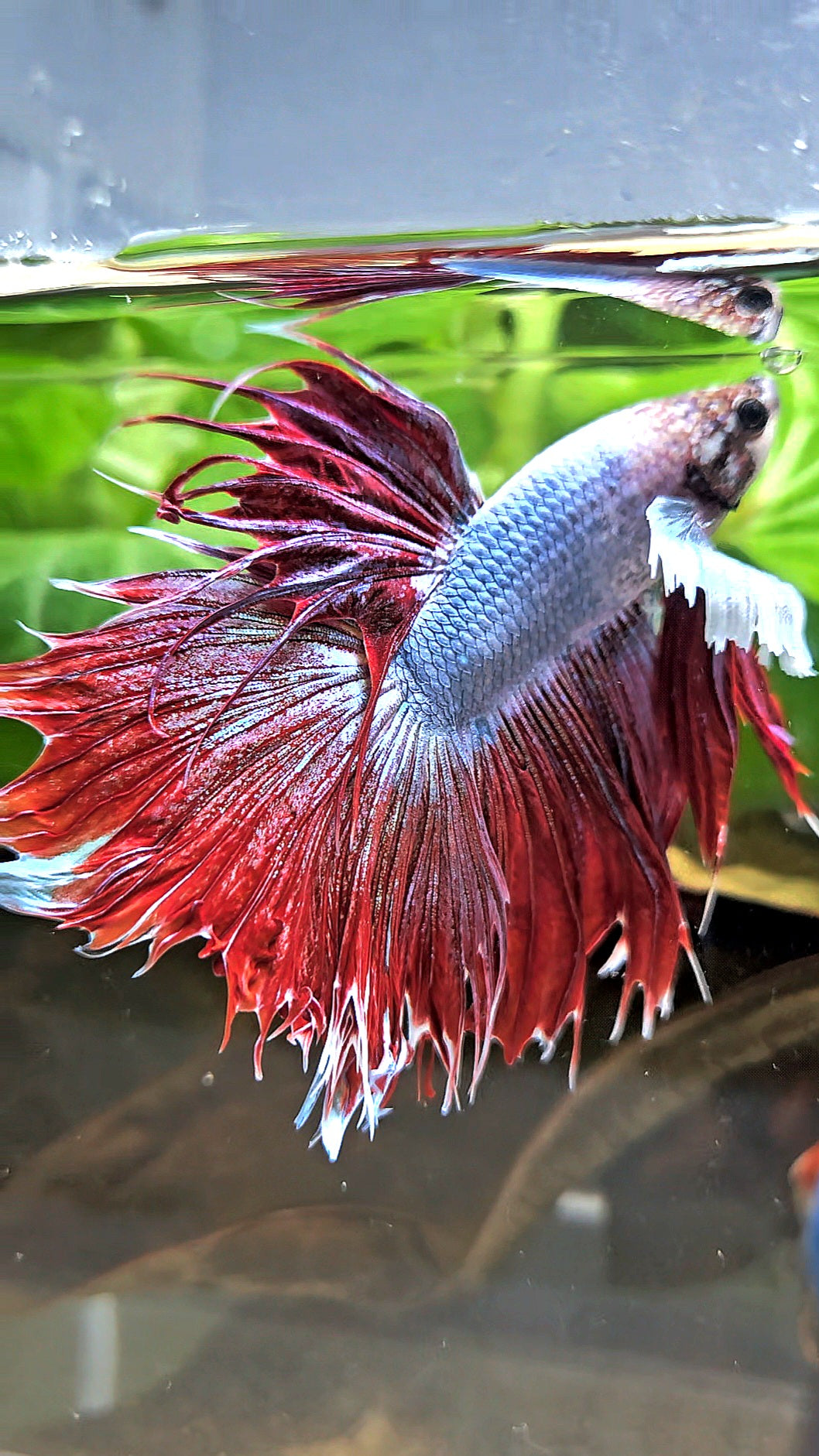 LUXURY CROWNTAIL HALFSUN DUMBO EAR RED MAGENTA BETTA FISH