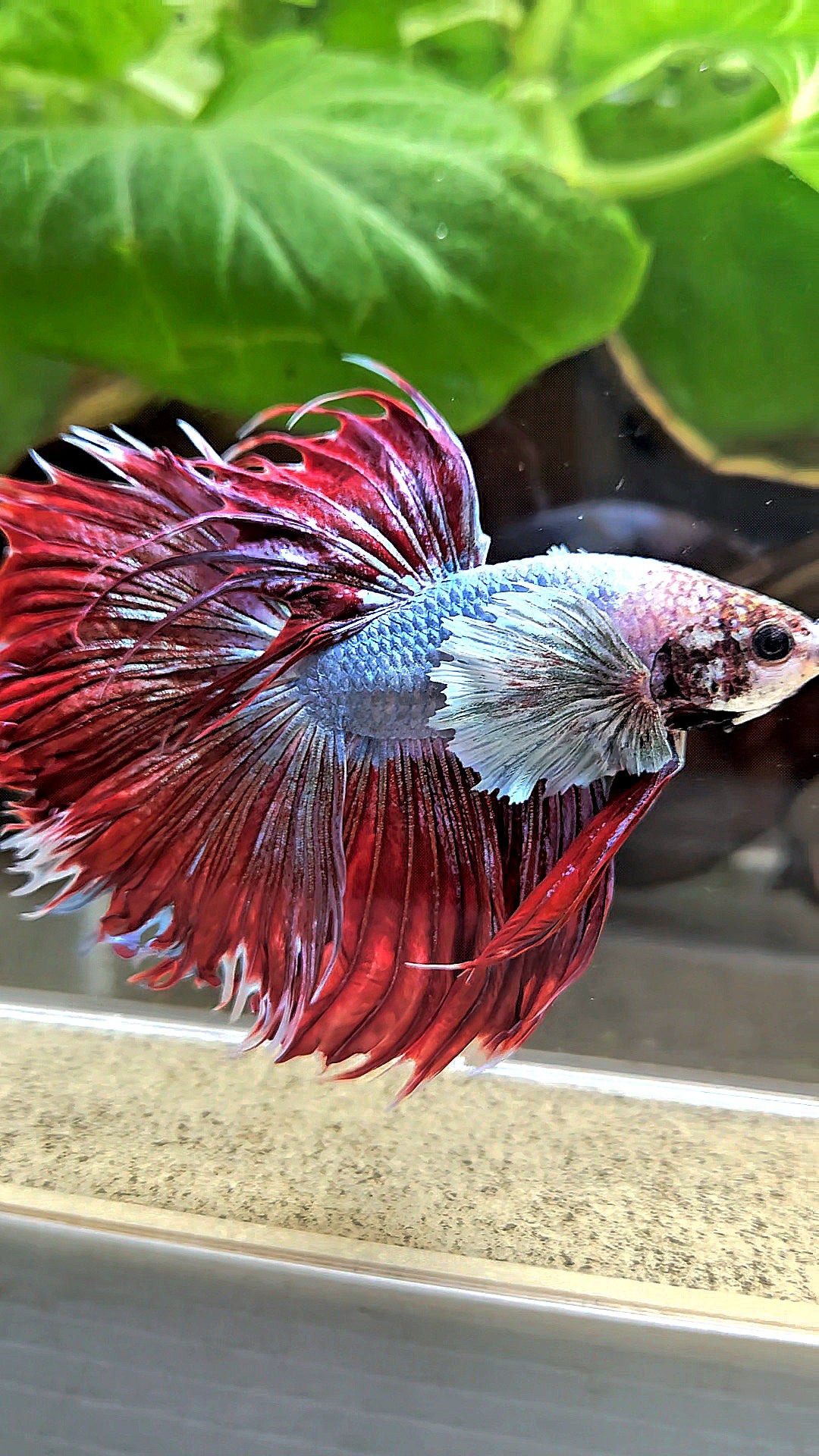 LUXURY CROWNTAIL HALFSUN DUMBO EAR RED MAGENTA BETTA FISH