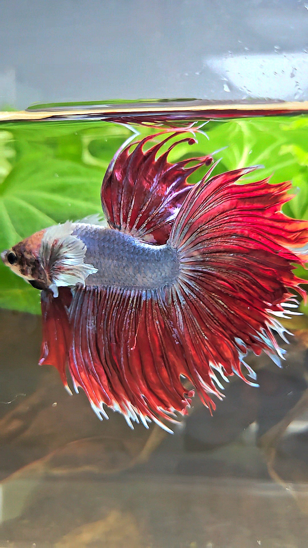 LUXURY CROWNTAIL HALFSUN DUMBO EAR RED MAGENTA BETTA FISH