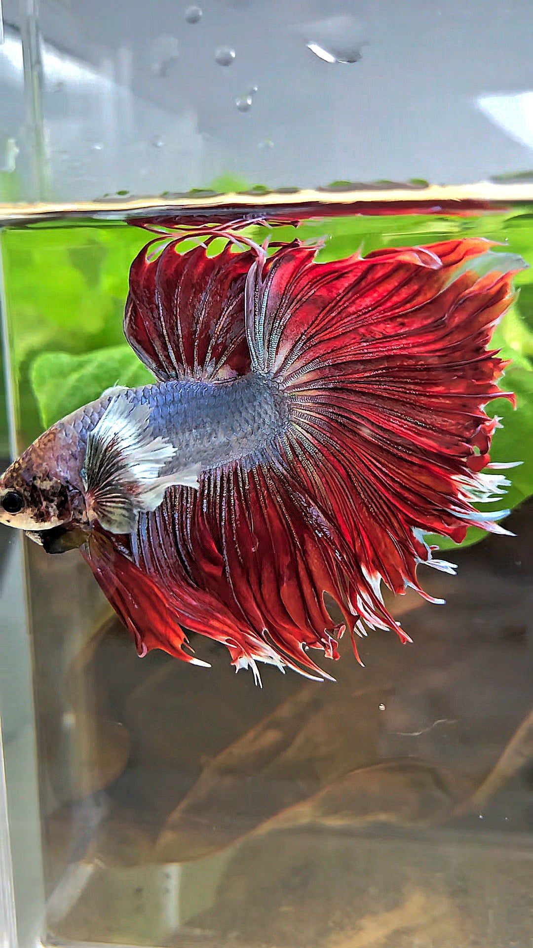 LUXURY CROWNTAIL HALFSUN DUMBO EAR RED MAGENTA BETTA FISH