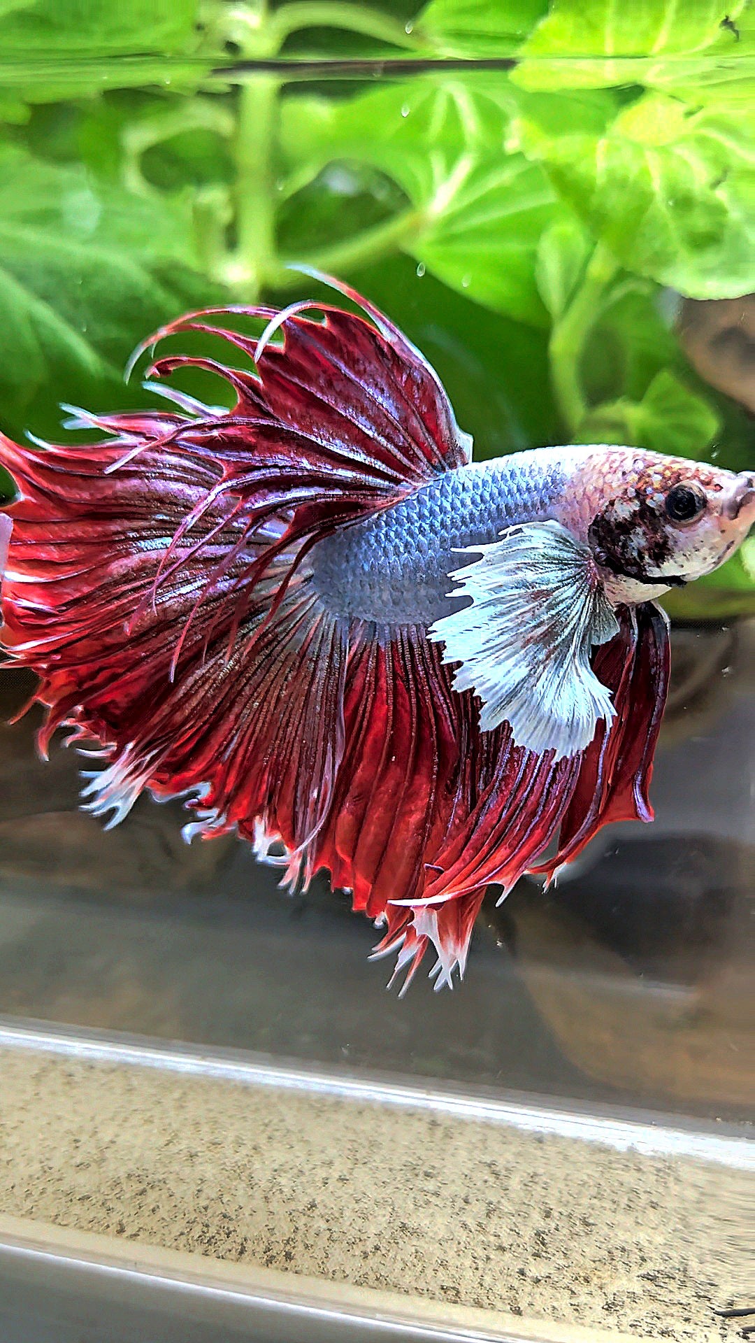 LUXURY CROWNTAIL HALFSUN DUMBO EAR RED MAGENTA BETTA FISH