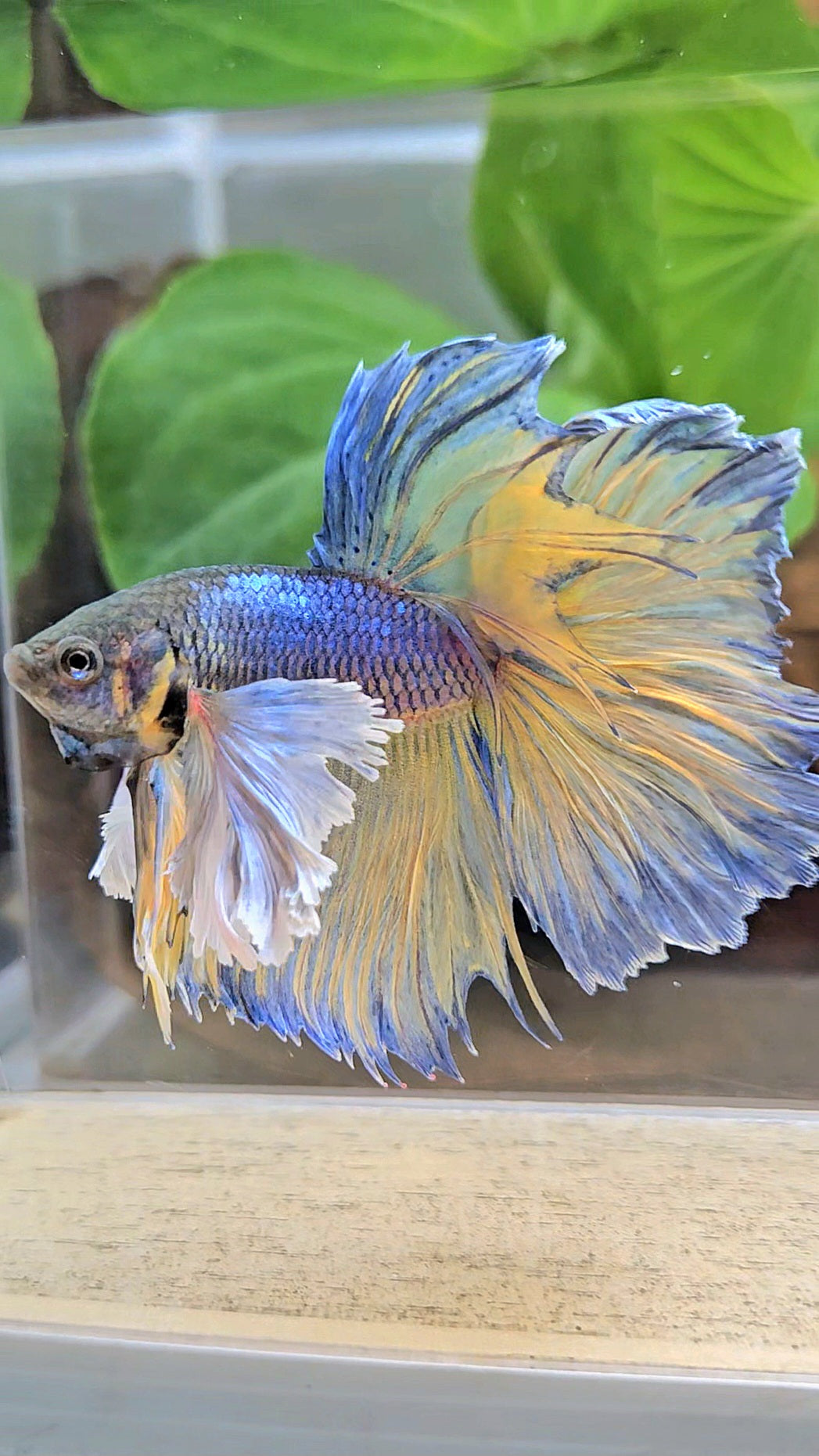 HALFMOON DUMBO EAR ROSETAIL PURPLE MUSTARD GAS BETTA FISH