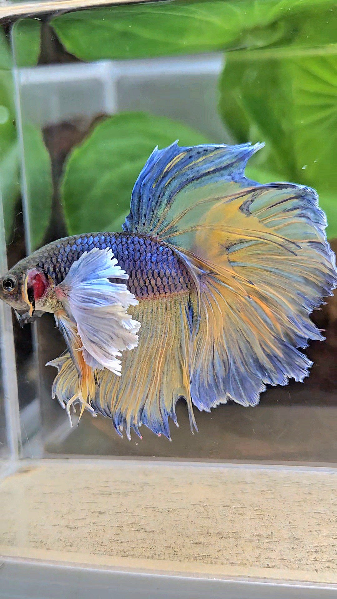HALFMOON DUMBO EAR ROSETAIL PURPLE MUSTARD GAS BETTA FISH