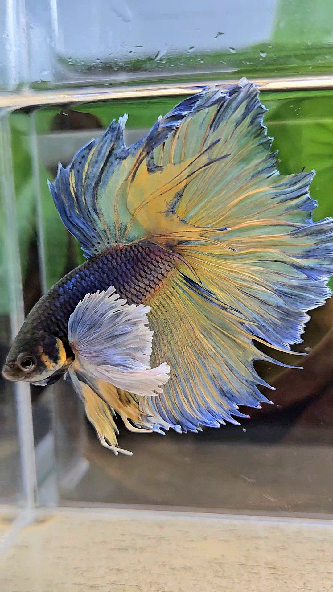 HALFMOON DUMBO EAR ROSETAIL PURPLE MUSTARD GAS BETTA FISH