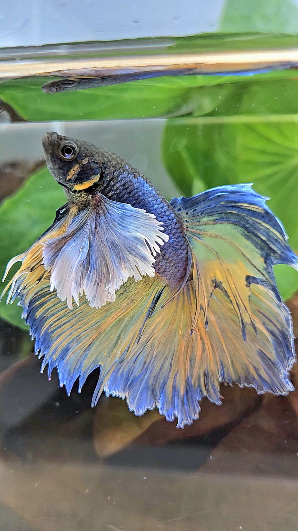 HALFMOON DUMBO EAR ROSETAIL PURPLE MUSTARD GAS BETTA FISH