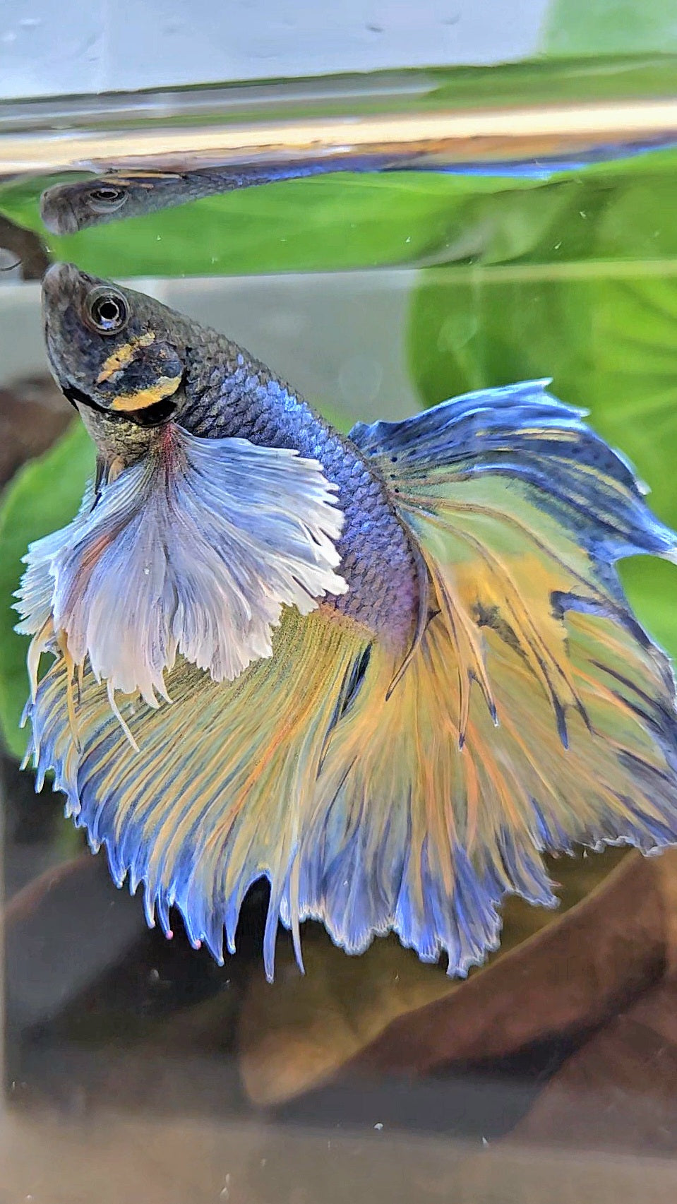 HALFMOON DUMBO EAR ROSETAIL PURPLE MUSTARD GAS BETTA FISH