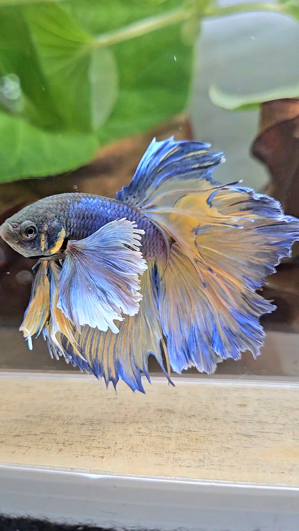 HALFMOON DUMBO EAR ROSETAIL PURPLE MUSTARD GAS BETTA FISH