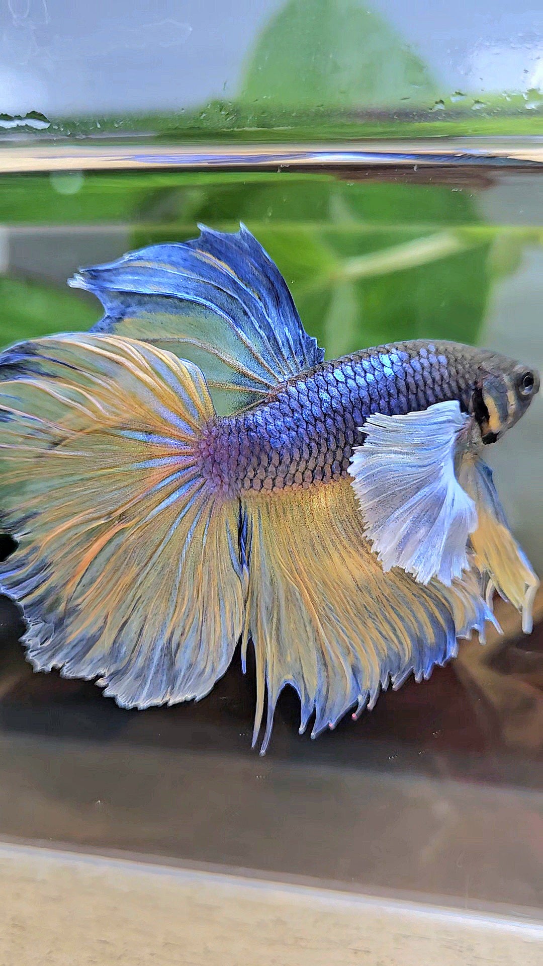 HALFMOON DUMBO EAR ROSETAIL PURPLE MUSTARD GAS BETTA FISH