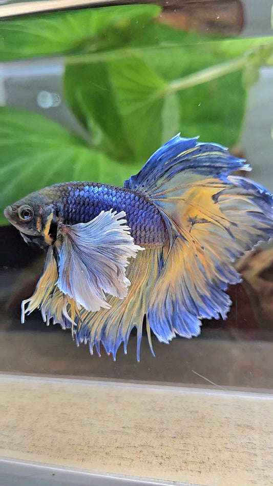 HALFMOON DUMBO EAR ROSETAIL PURPLE MUSTARD GAS BETTA FISH
