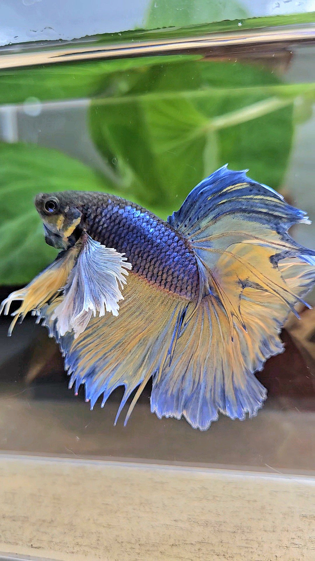 HALFMOON DUMBO EAR ROSETAIL PURPLE MUSTARD GAS BETTA FISH