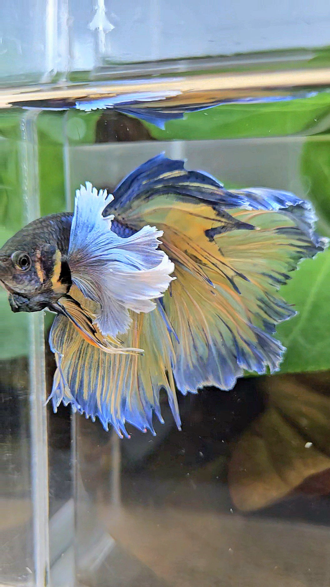HALFMOON DUMBO EAR ROSETAIL PURPLE MUSTARD GAS BETTA FISH