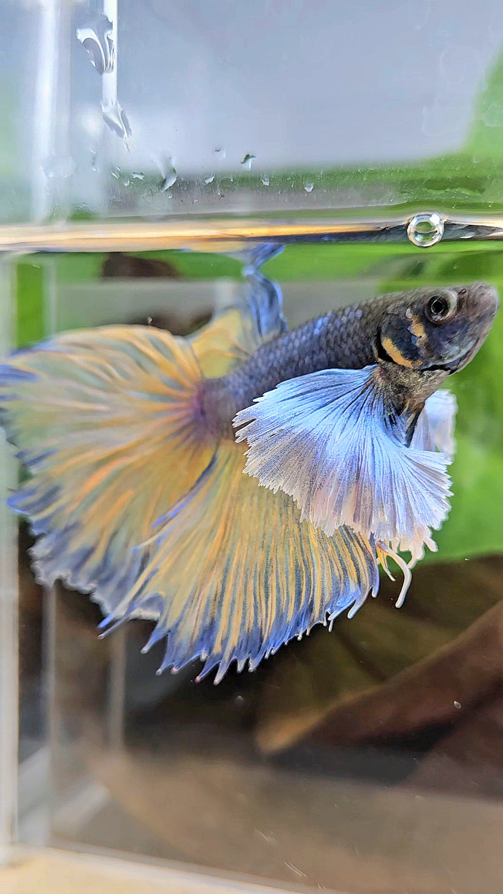 HALFMOON DUMBO EAR ROSETAIL PURPLE MUSTARD GAS BETTA FISH