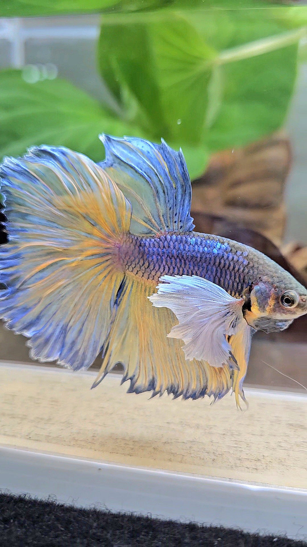 HALFMOON DUMBO EAR ROSETAIL PURPLE MUSTARD GAS BETTA FISH