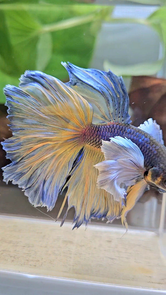 HALFMOON DUMBO EAR ROSETAIL PURPLE MUSTARD GAS BETTA FISH