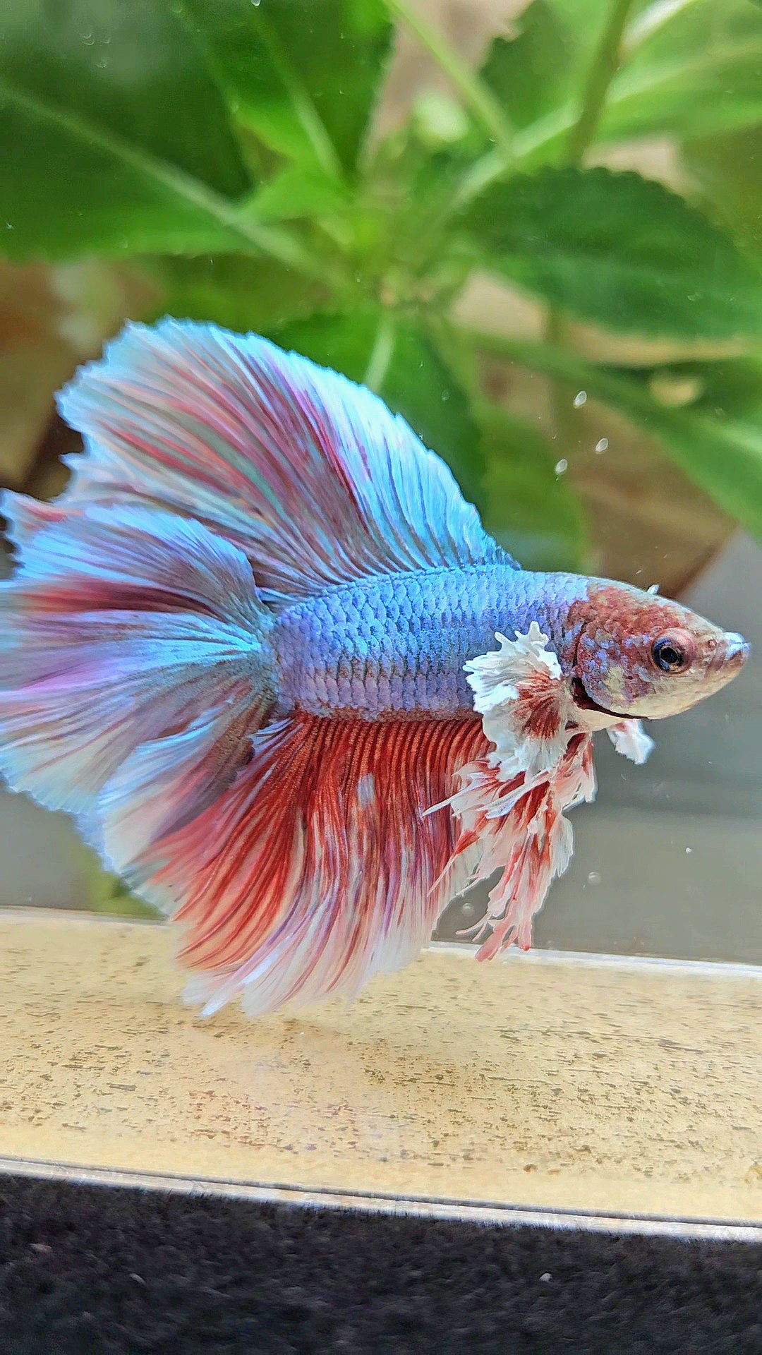 KING OVERTAIL HALFMOON DOUBLE TAIL BIG EAR PURPLE UNICORN BETTA FISH