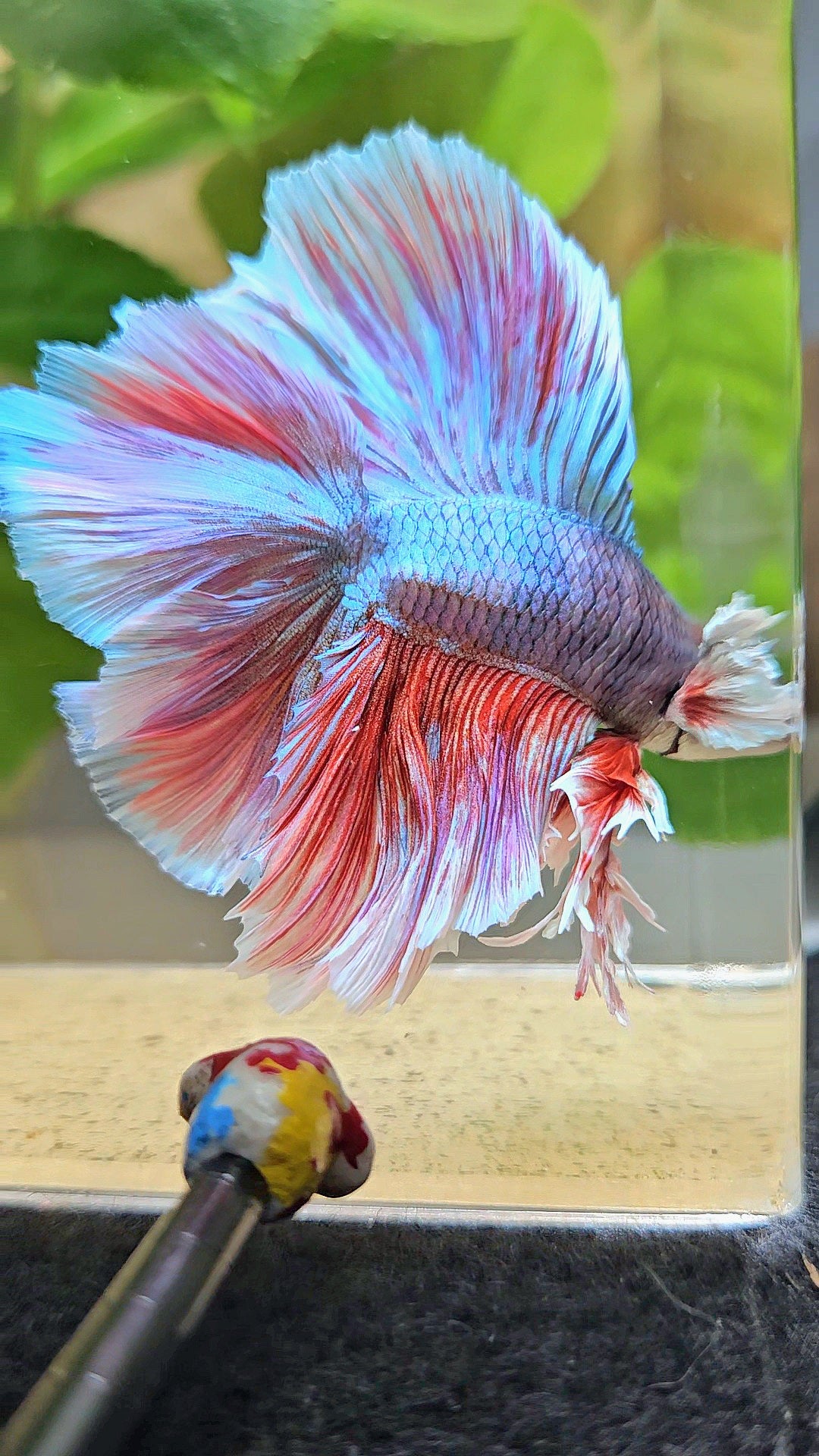 KING OVERTAIL HALFMOON DOUBLE TAIL BIG EAR PURPLE UNICORN BETTA FISH