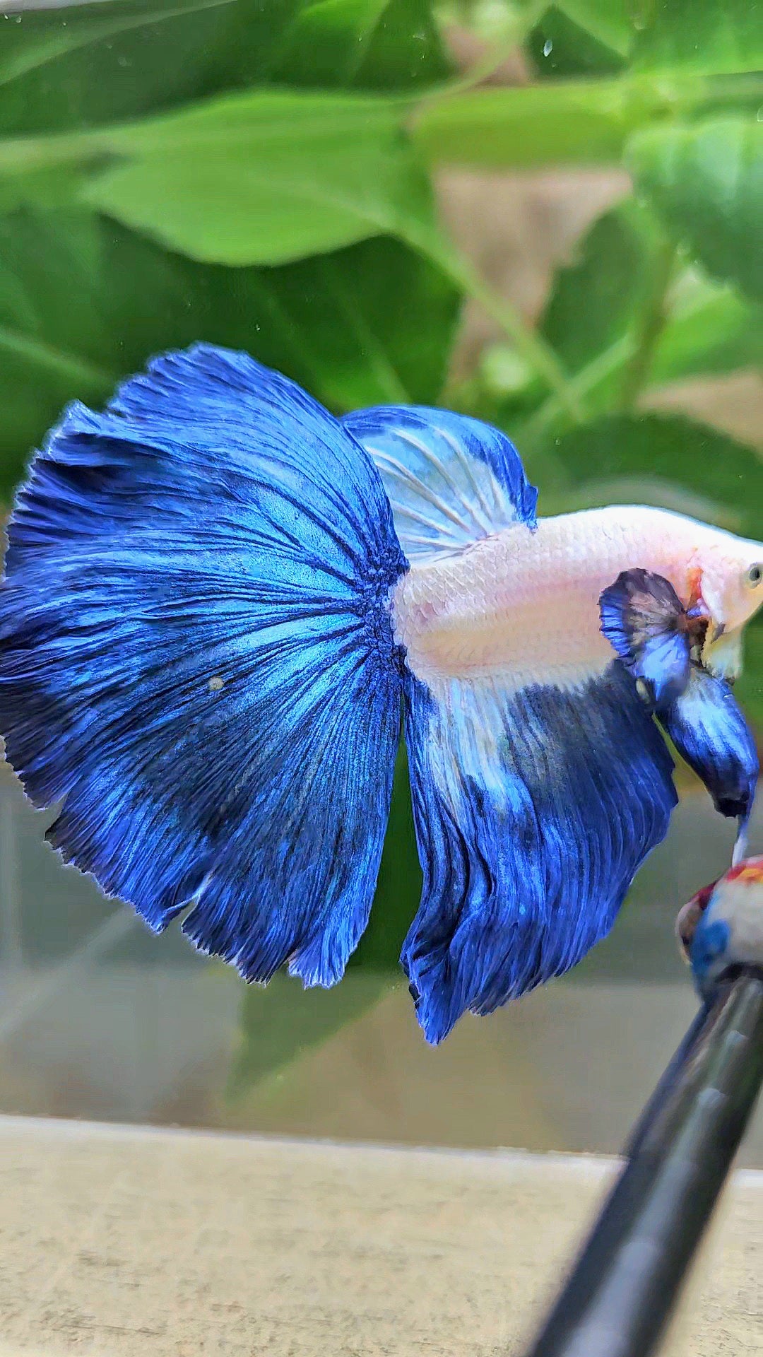 HALFMOON ROSETAIL BLUE RIM PATTERN BETTA FISH