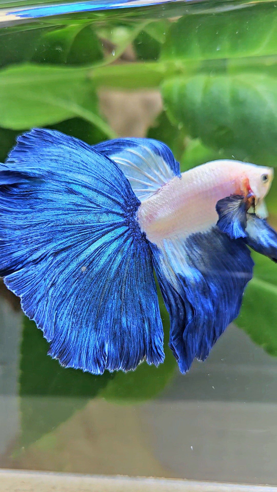 HALFMOON ROSETAIL BLUE RIM PATTERN BETTA FISH