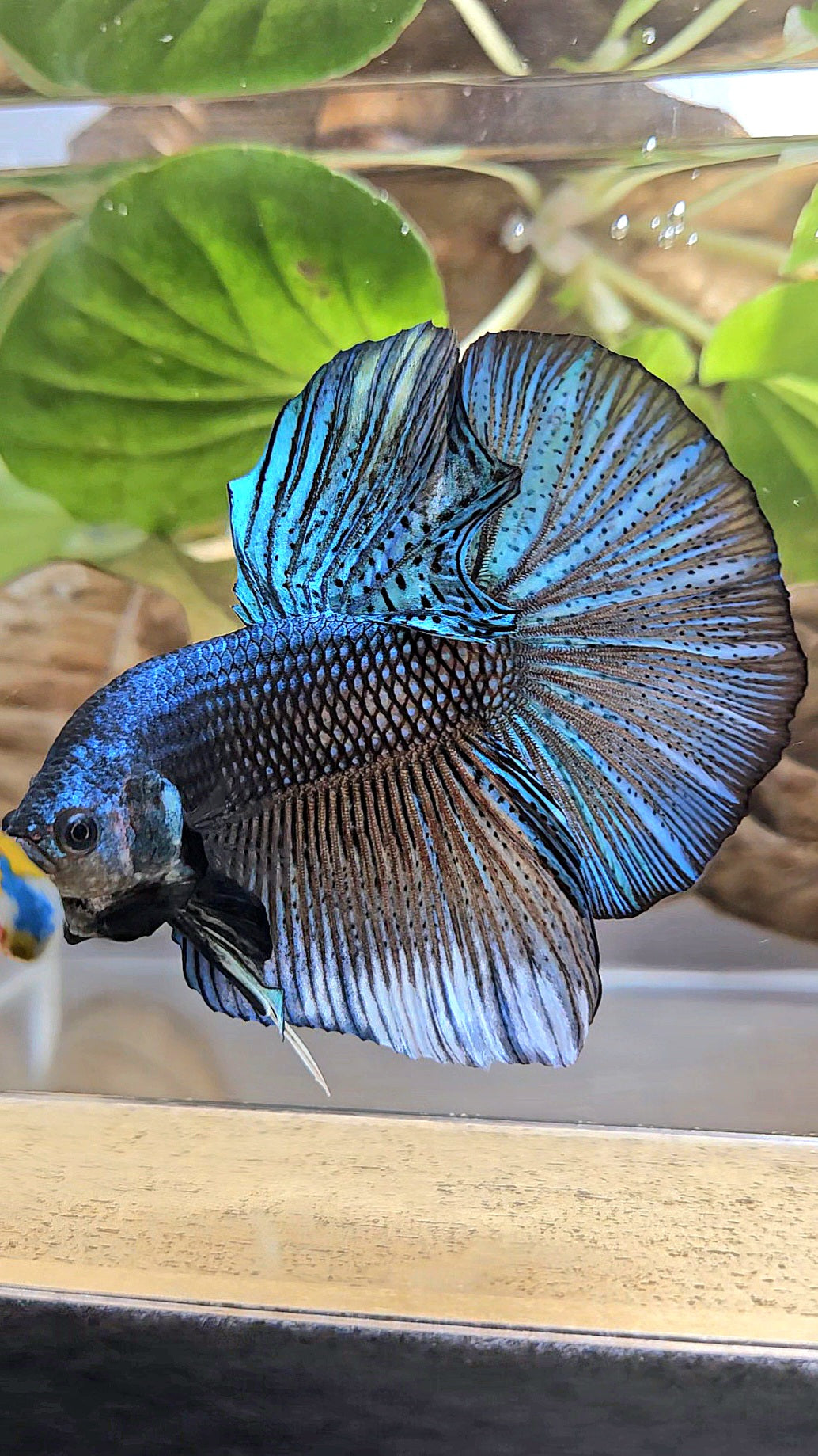 GIANT HMPK TOTAL 7CM+ DARK BLUE GREEN METALLIC BETTA FISH