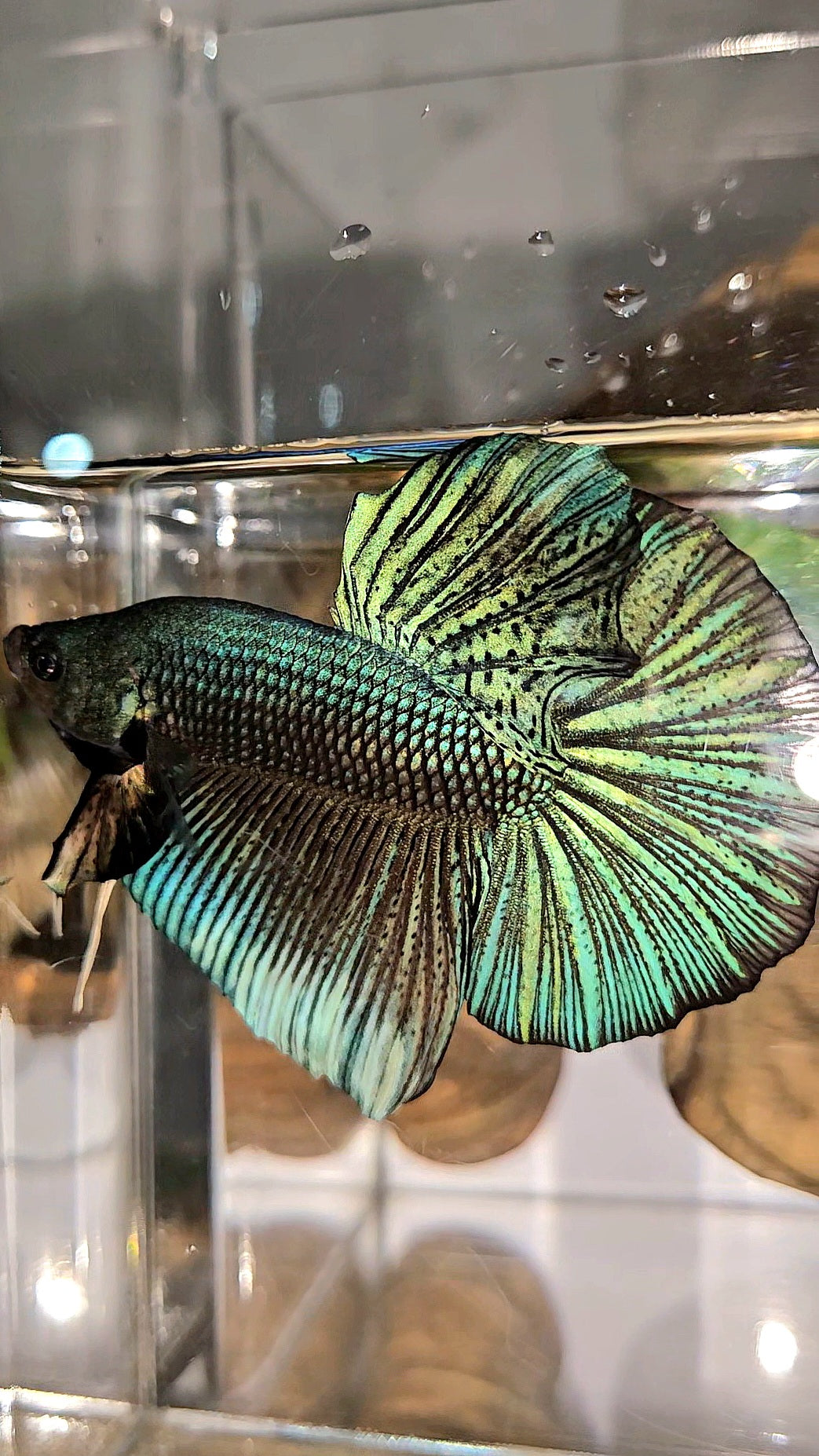 GIANT HMPK TOTAL 7CM+ DARK BLUE GREEN METALLIC BETTA FISH