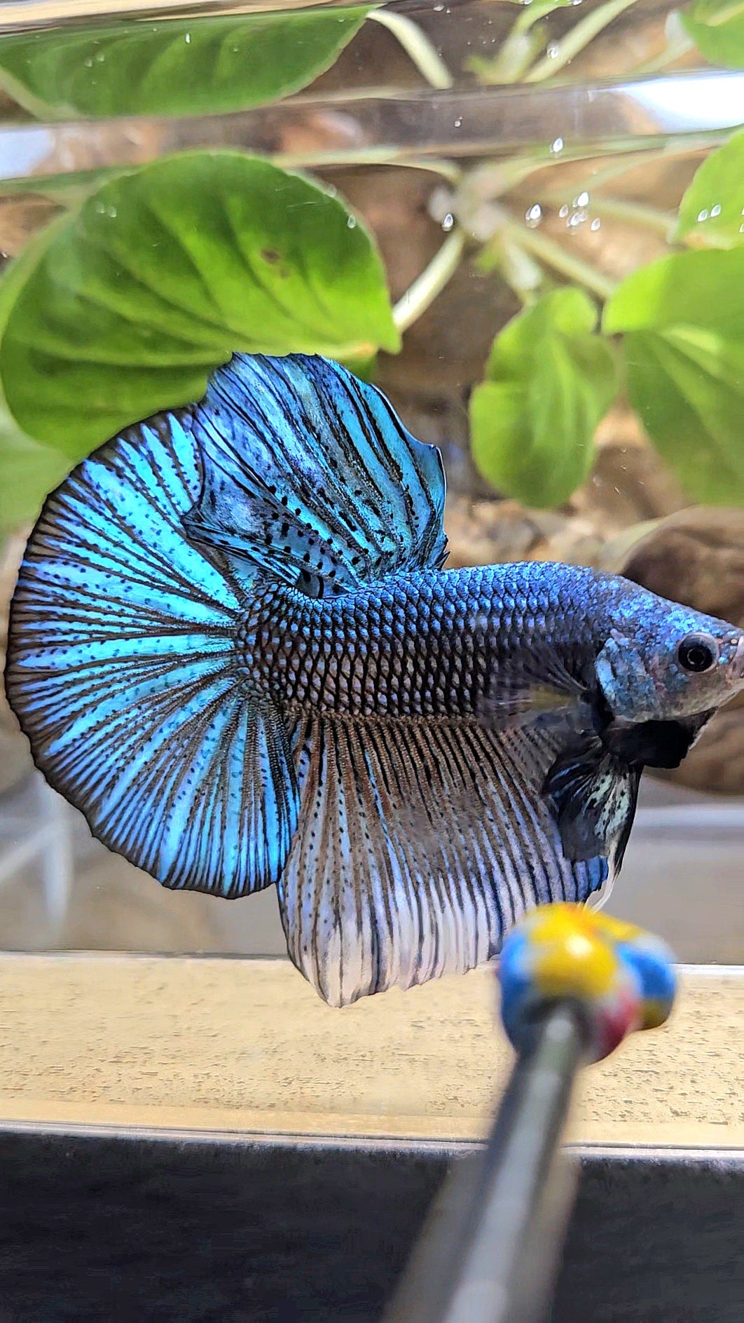 GIANT HMPK TOTAL 7CM+ DARK BLUE GREEN METALLIC BETTA FISH