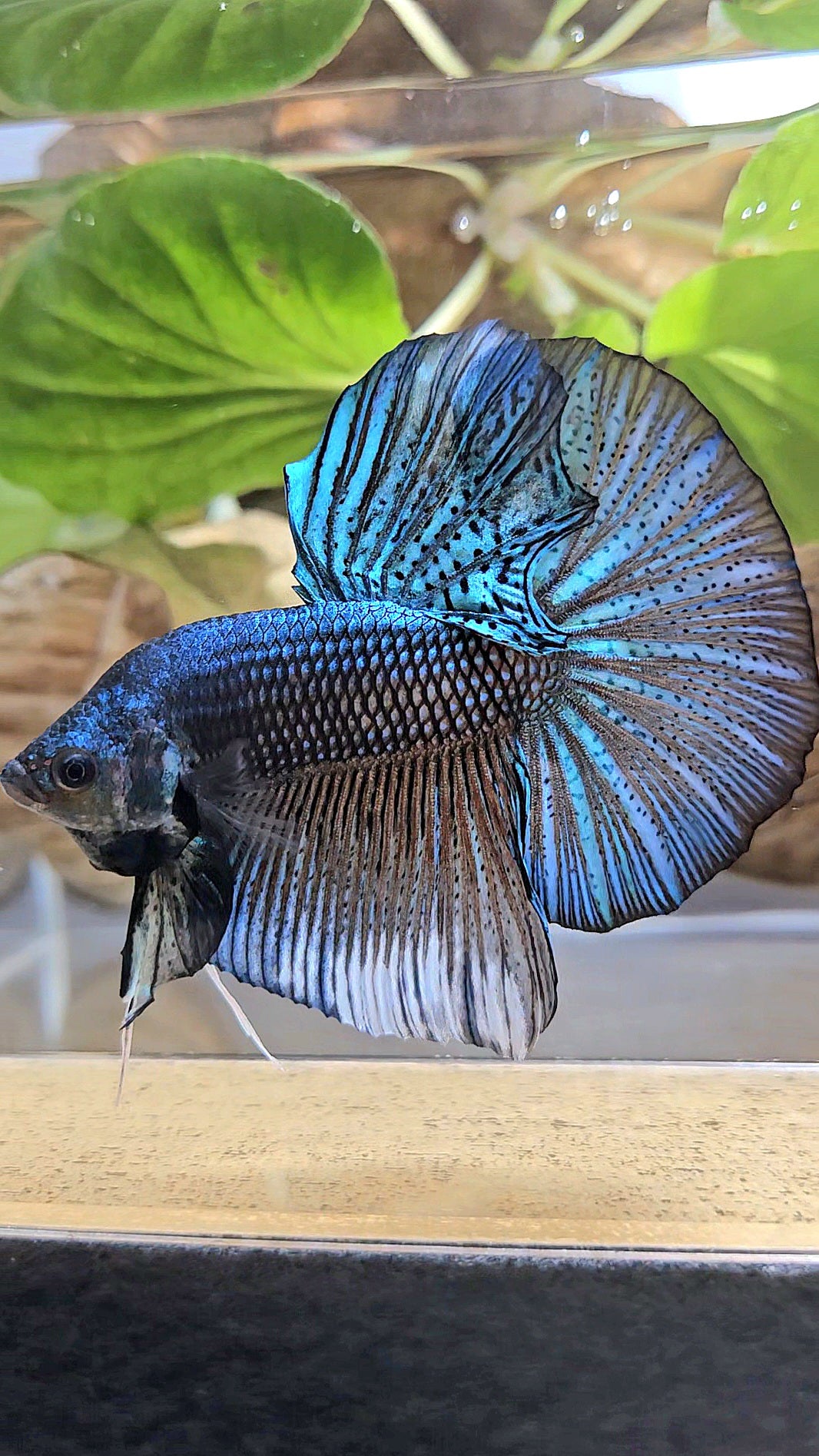 GIANT HMPK TOTAL 7CM+ DARK BLUE GREEN METALLIC BETTA FISH