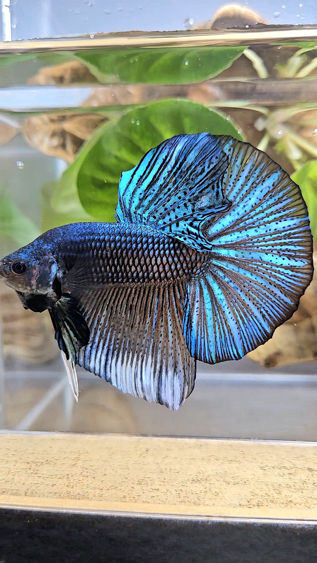 GIANT HMPK TOTAL 7CM+ DARK BLUE GREEN METALLIC BETTA FISH