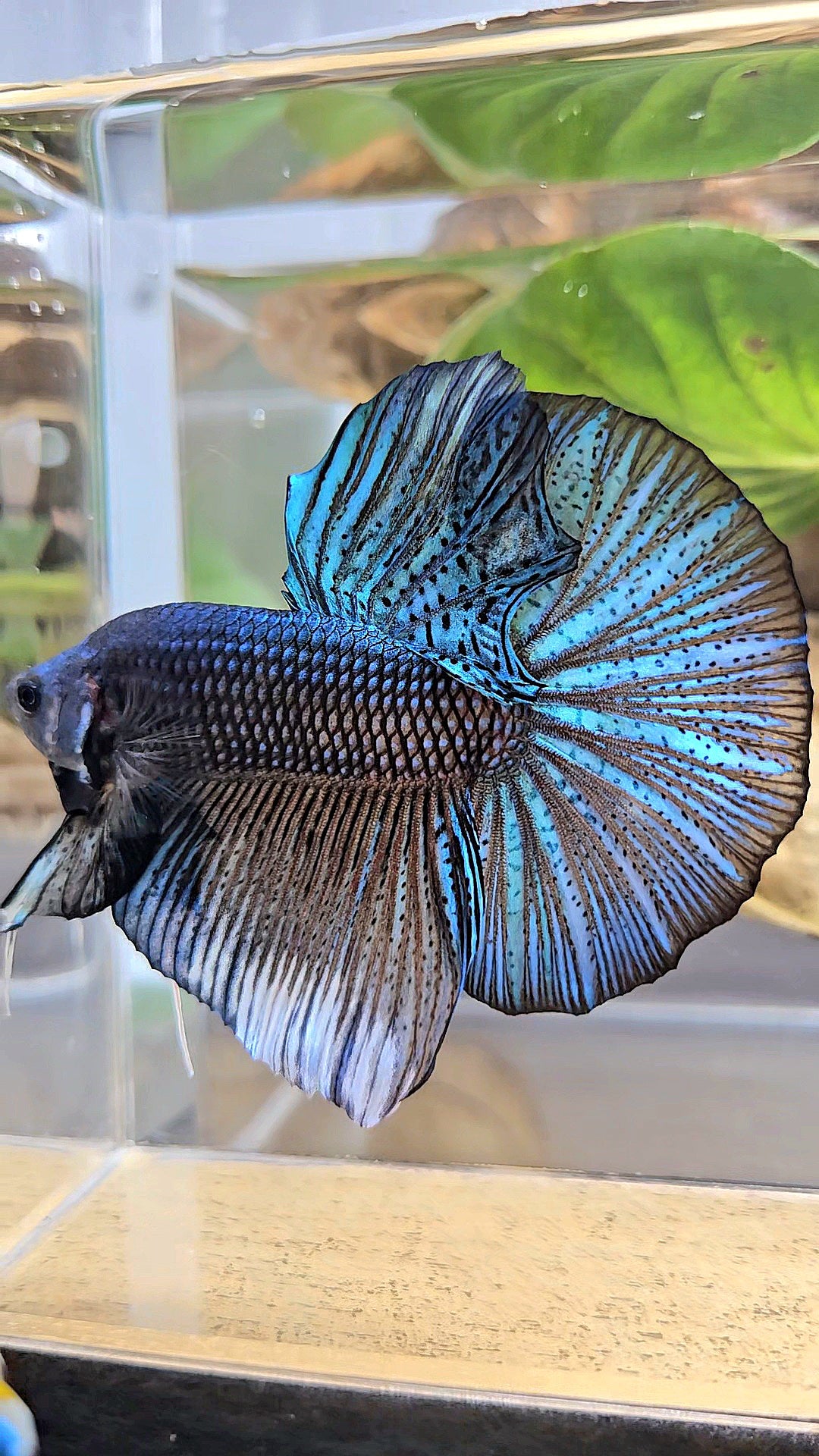 GIANT HMPK TOTAL 7CM+ DARK BLUE GREEN METALLIC BETTA FISH