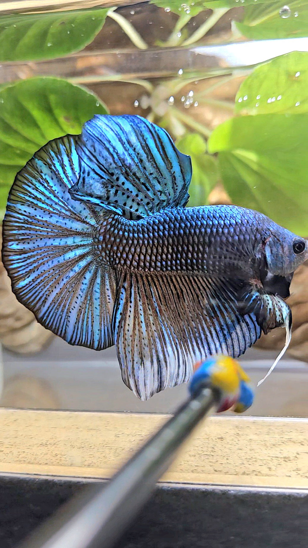 GIANT HMPK TOTAL 7CM+ DARK BLUE GREEN METALLIC BETTA FISH