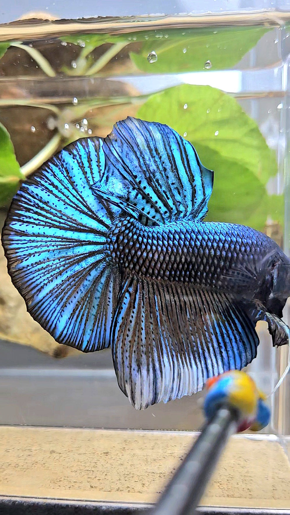 GIANT HMPK TOTAL 7CM+ DARK BLUE GREEN METALLIC BETTA FISH