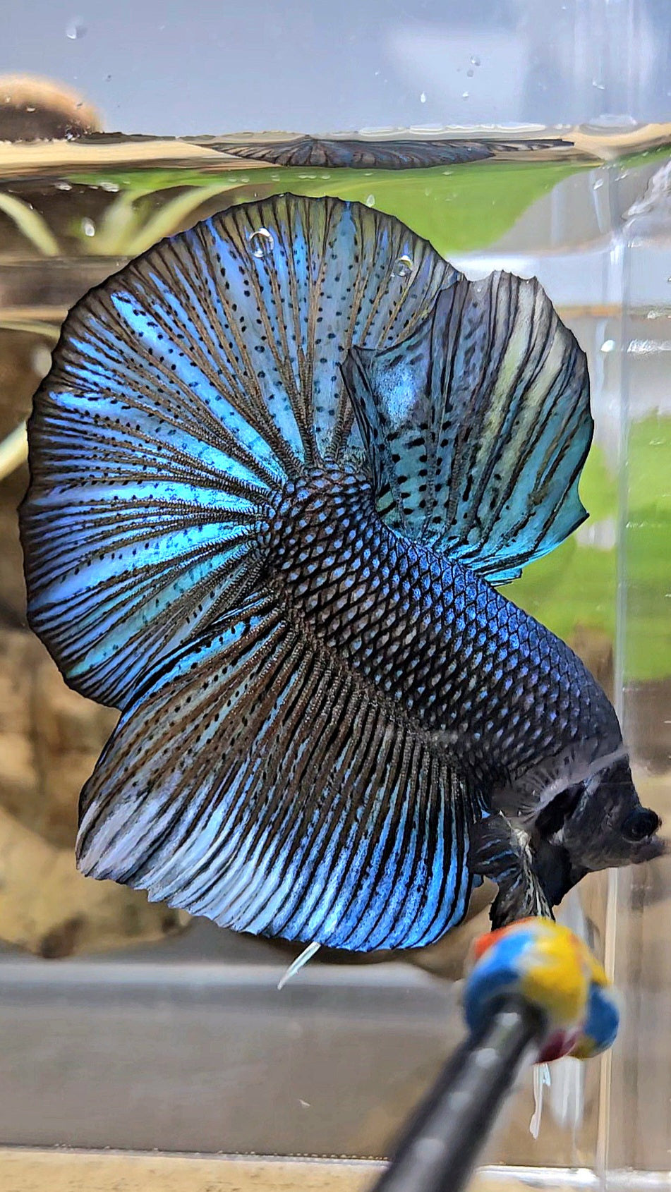 GIANT HMPK TOTAL 7CM+ DARK BLUE GREEN METALLIC BETTA FISH