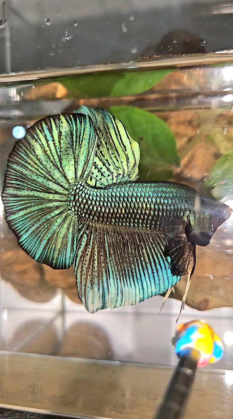 GIANT HMPK TOTAL 7CM+ DARK BLUE GREEN METALLIC BETTA FISH