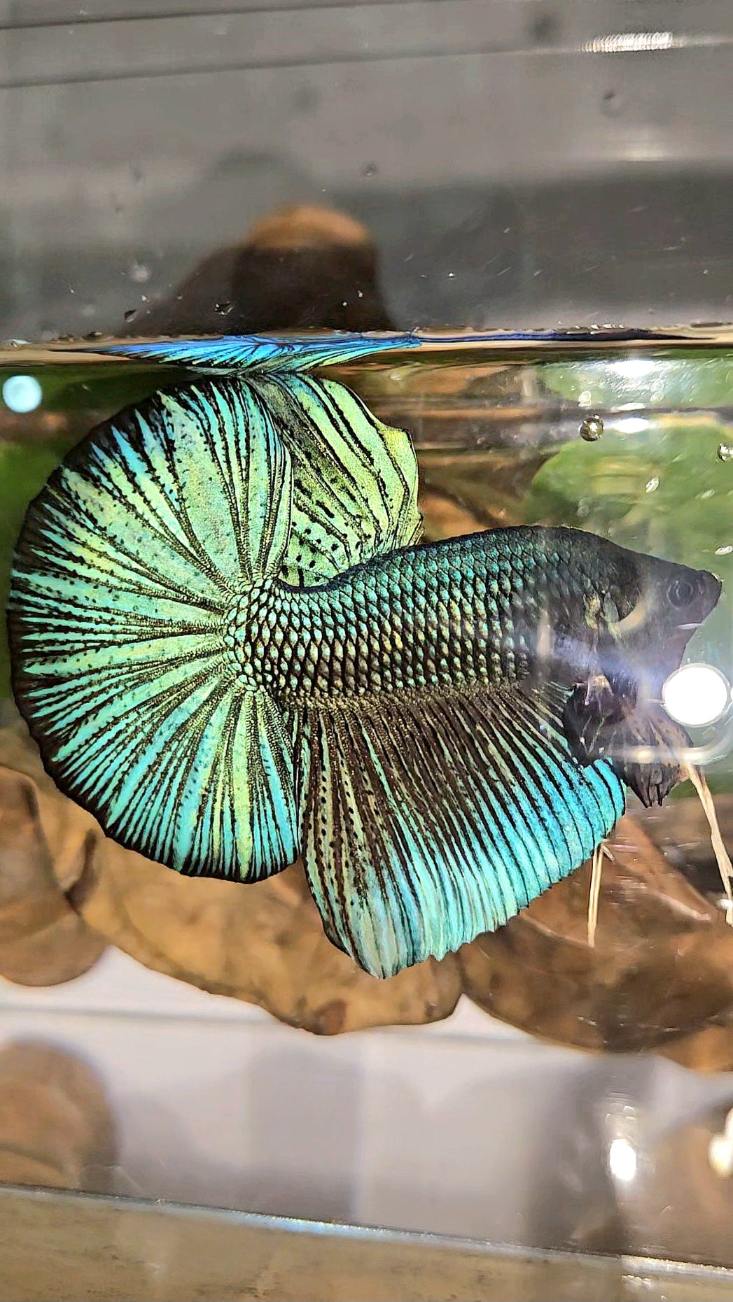 GIANT HMPK TOTAL 7CM+ DARK BLUE GREEN METALLIC BETTA FISH