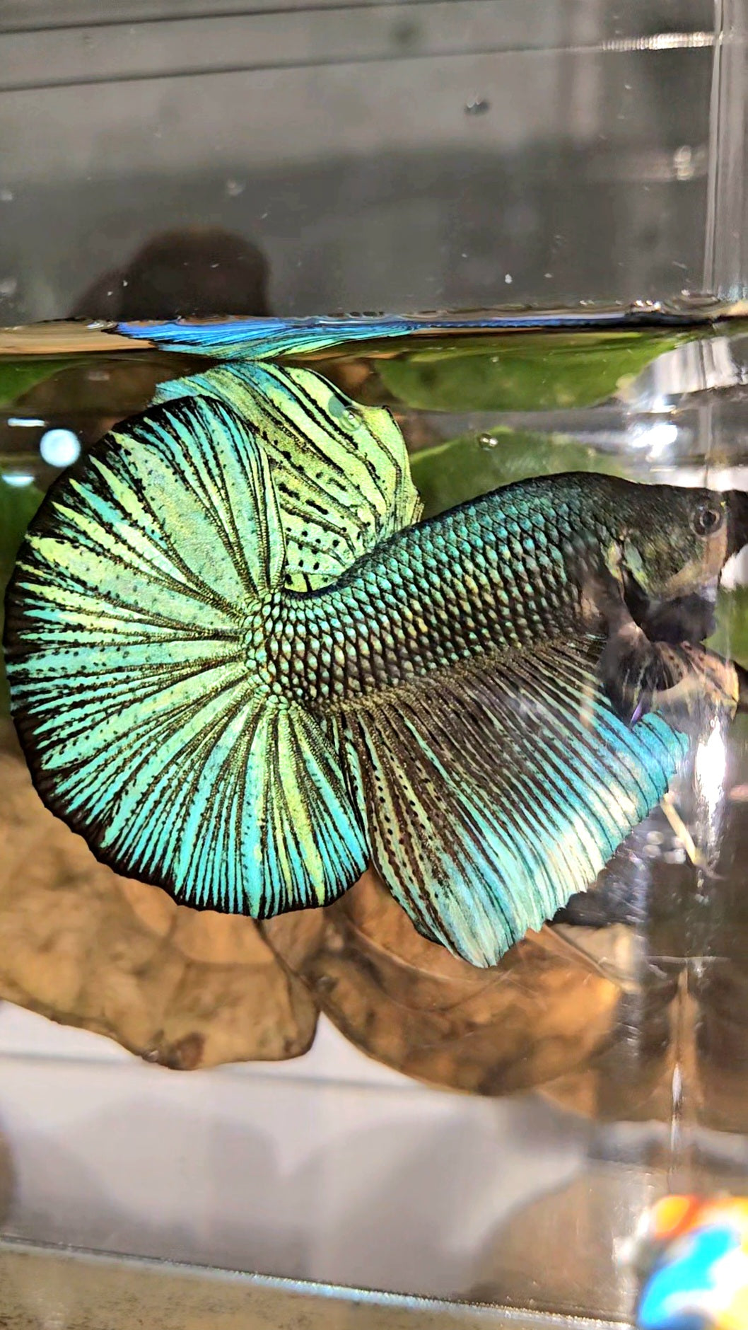 GIANT HMPK TOTAL 7CM+ DARK BLUE GREEN METALLIC BETTA FISH