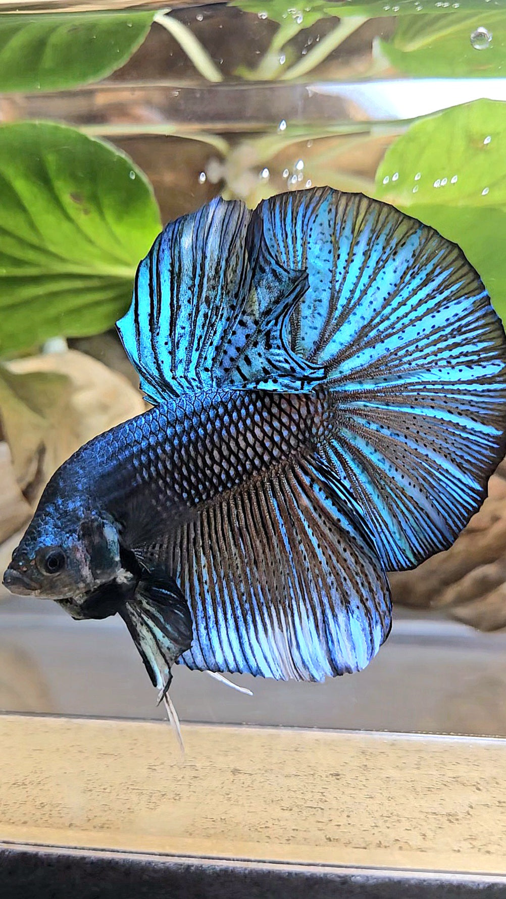 GIANT HMPK TOTAL 7CM+ DARK BLUE GREEN METALLIC BETTA FISH