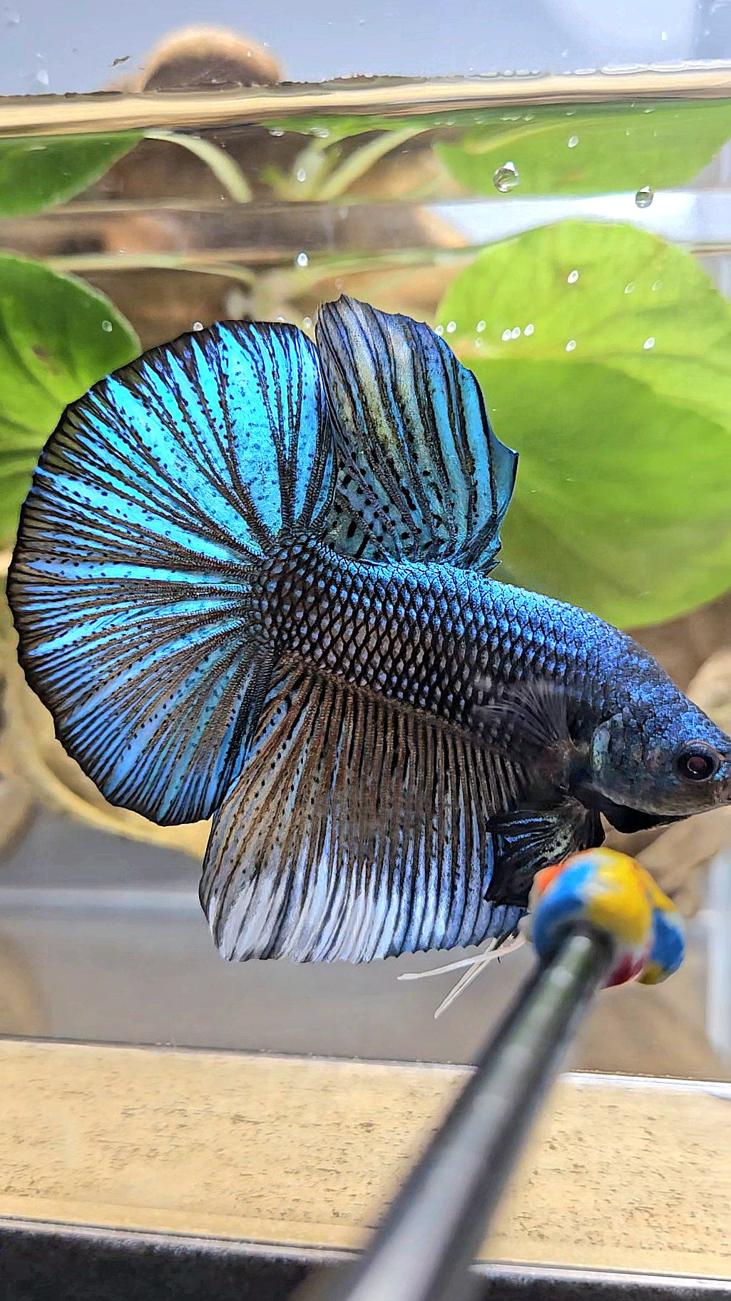 GIANT HMPK TOTAL 7CM+ DARK BLUE GREEN METALLIC BETTA FISH
