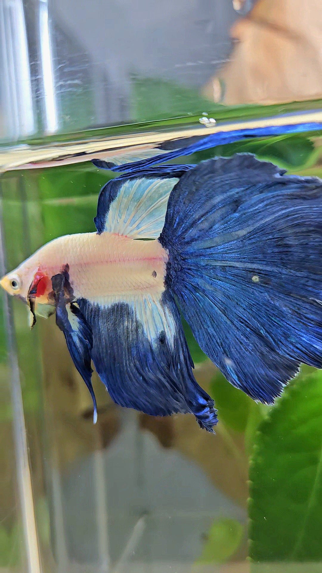 HALFMOON ROSETAIL BLUE RIM PATTERN BETTA FISH