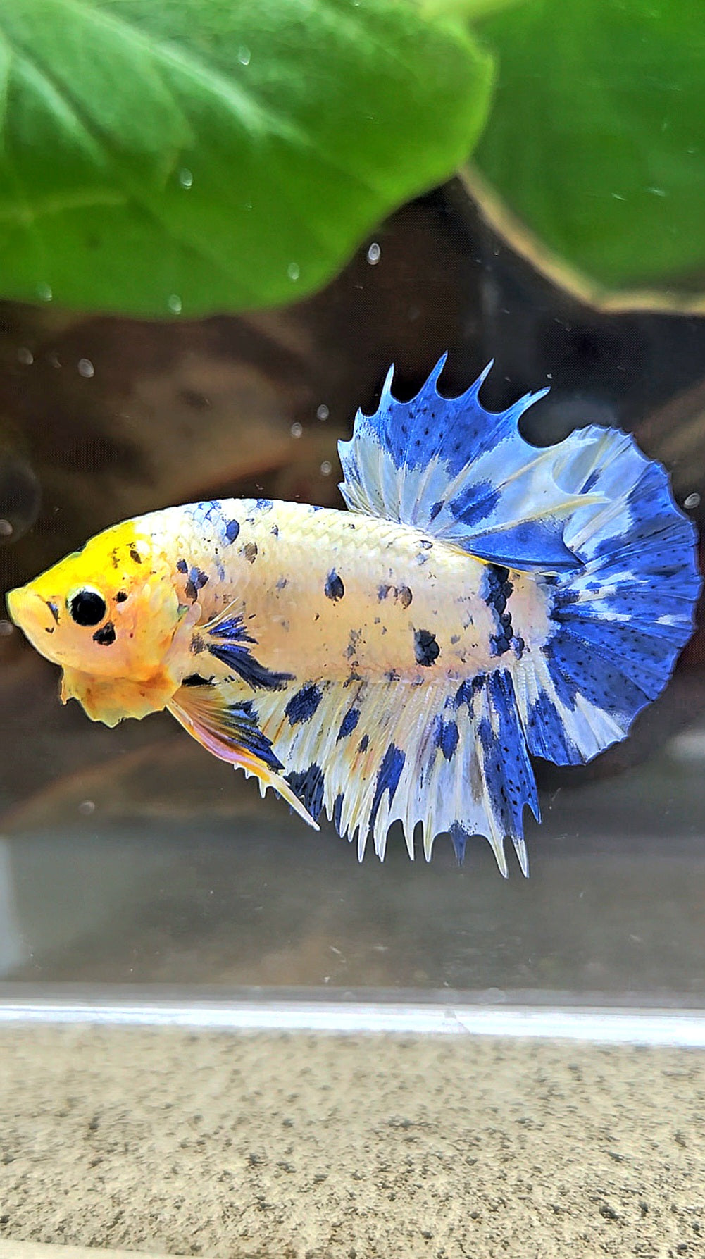 LUXURY CROWNTAIL PLAKAT YELLOW HEAD BLUE DOTS MARBLE MULTICOLOR BETTA FISH