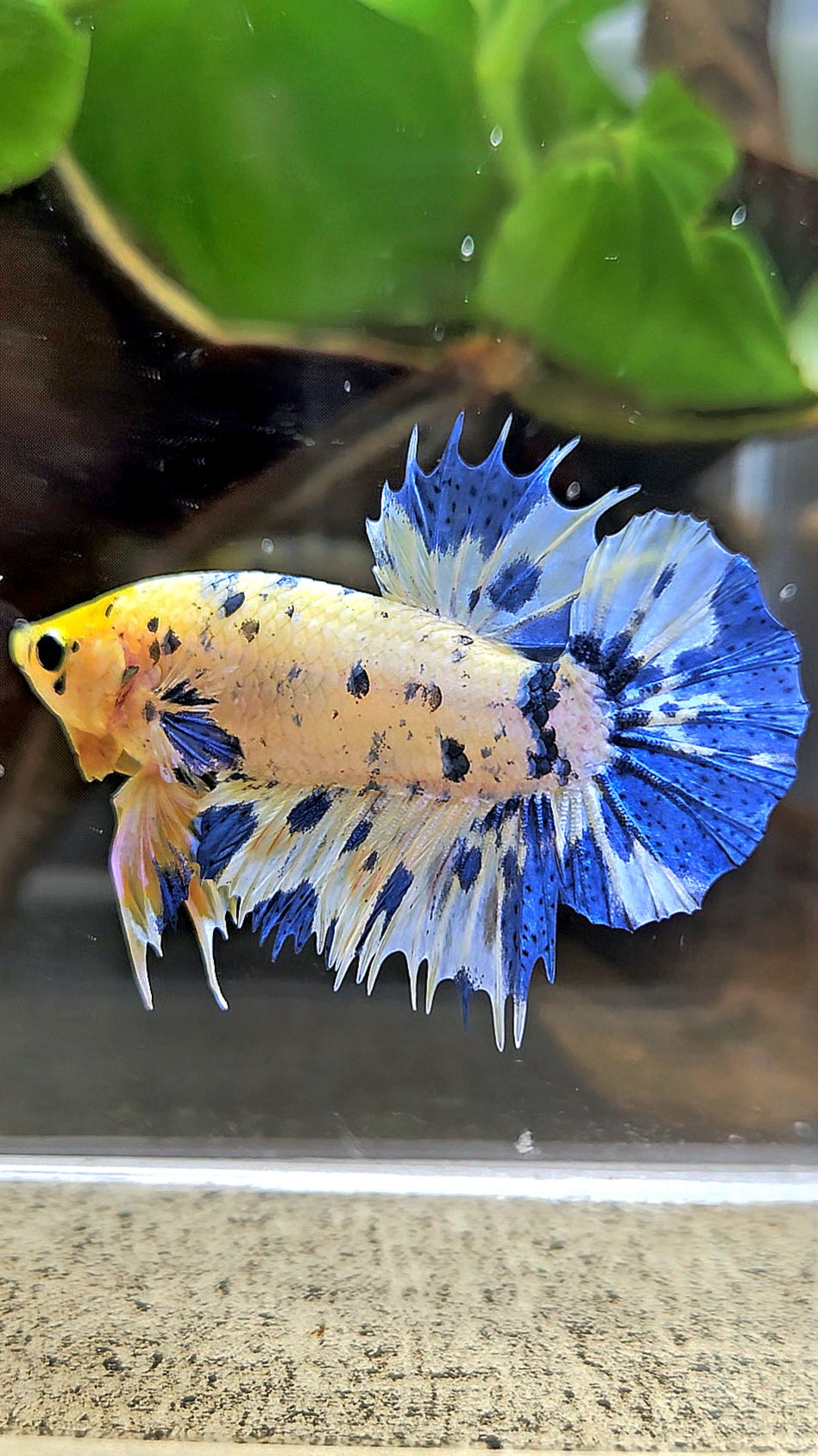 LUXURY CROWNTAIL PLAKAT YELLOW HEAD BLUE DOTS MARBLE MULTICOLOR BETTA FISH