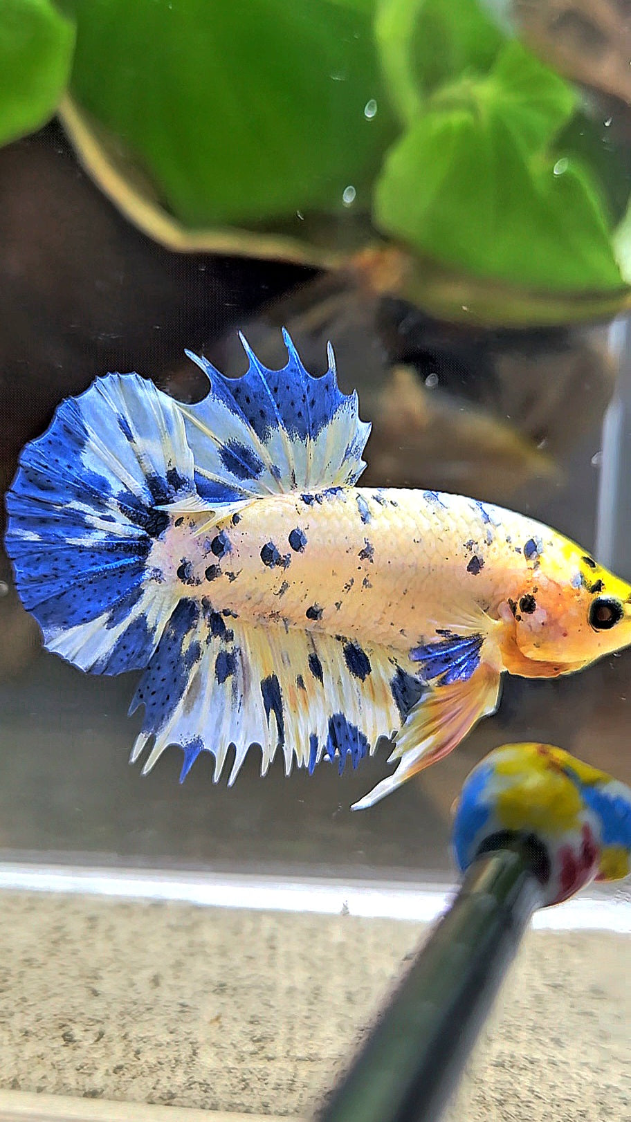 LUXURY CROWNTAIL PLAKAT YELLOW HEAD BLUE DOTS MARBLE MULTICOLOR BETTA FISH