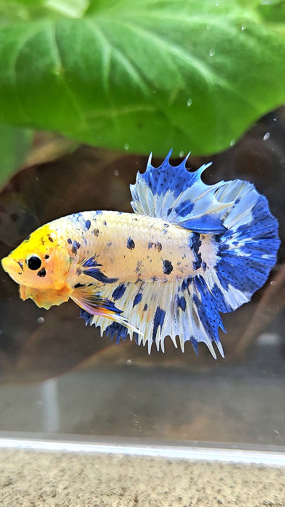 LUXURY CROWNTAIL PLAKAT YELLOW HEAD BLUE DOTS MARBLE MULTICOLOR BETTA FISH