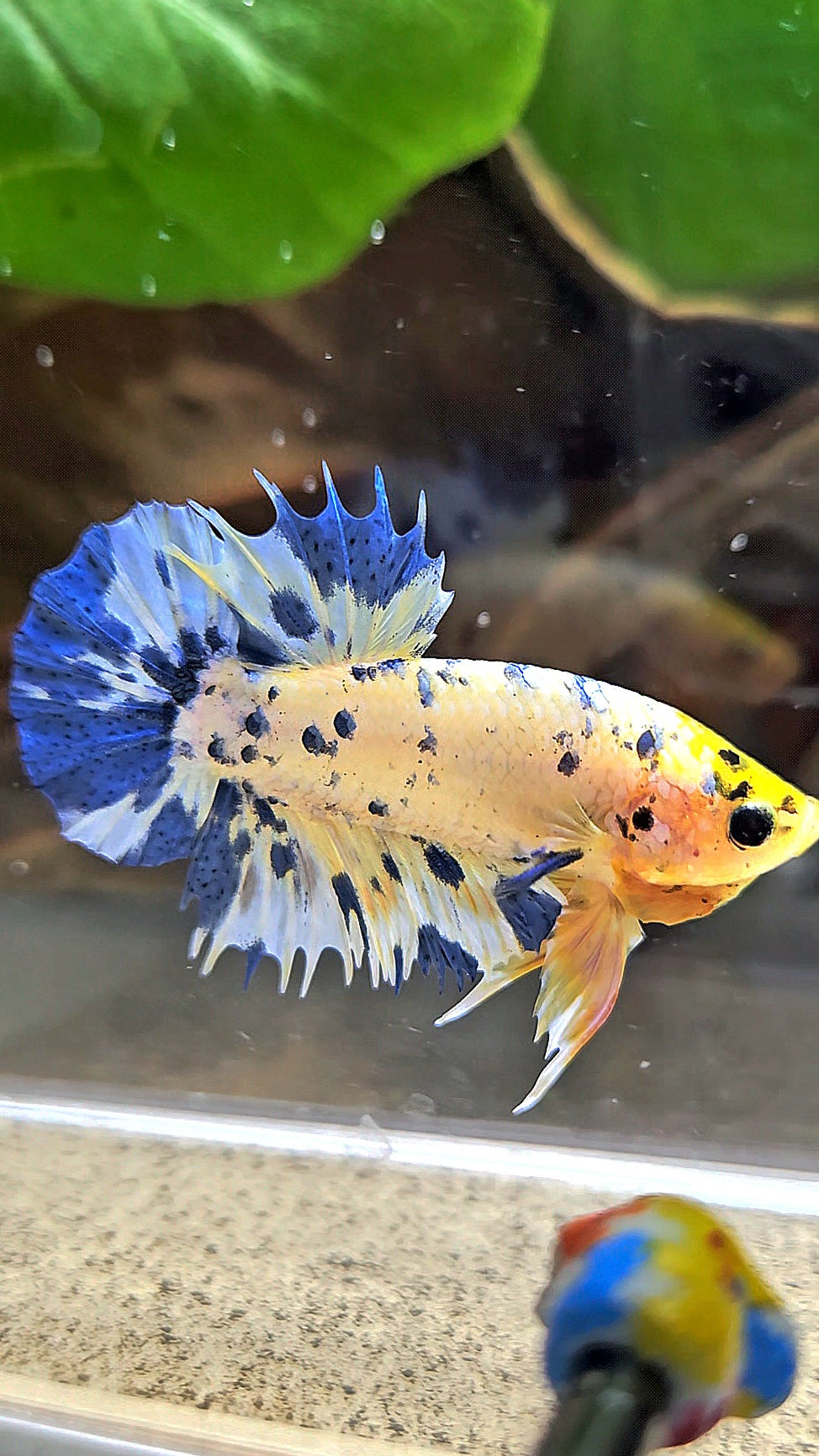 LUXURY CROWNTAIL PLAKAT YELLOW HEAD BLUE DOTS MARBLE MULTICOLOR BETTA FISH