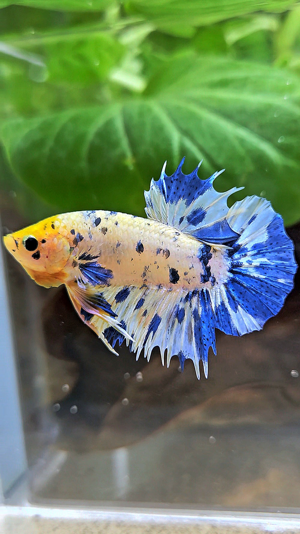 LUXURY CROWNTAIL PLAKAT YELLOW HEAD BLUE DOTS MARBLE MULTICOLOR BETTA FISH