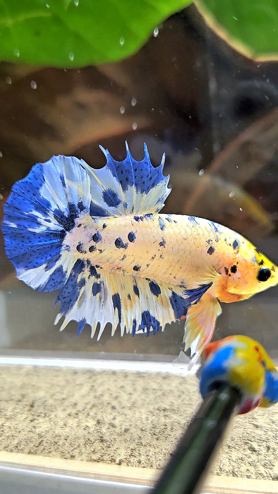 LUXURY CROWNTAIL PLAKAT YELLOW HEAD BLUE DOTS MARBLE MULTICOLOR BETTA FISH