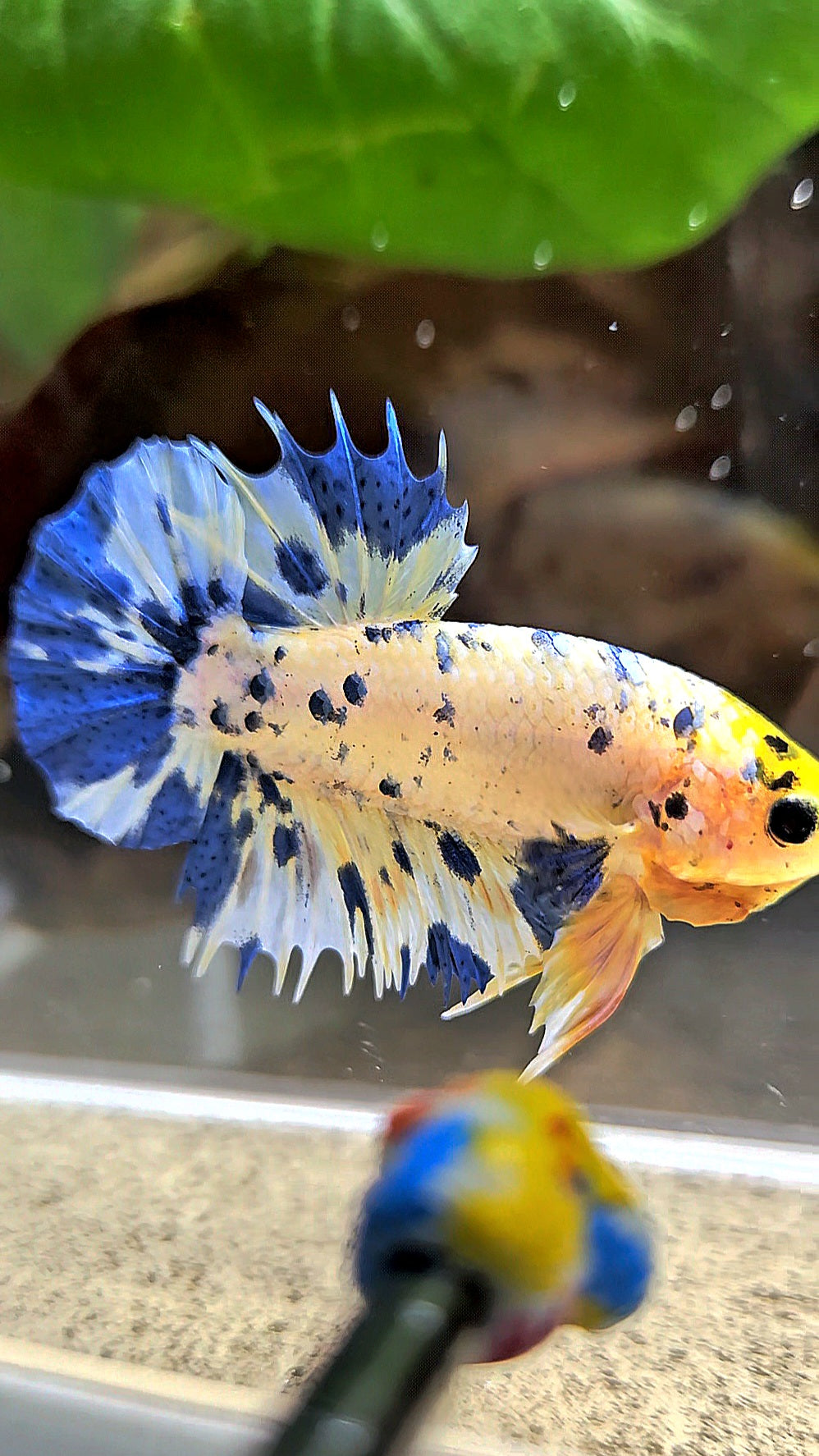 LUXURY CROWNTAIL PLAKAT YELLOW HEAD BLUE DOTS MARBLE MULTICOLOR BETTA FISH