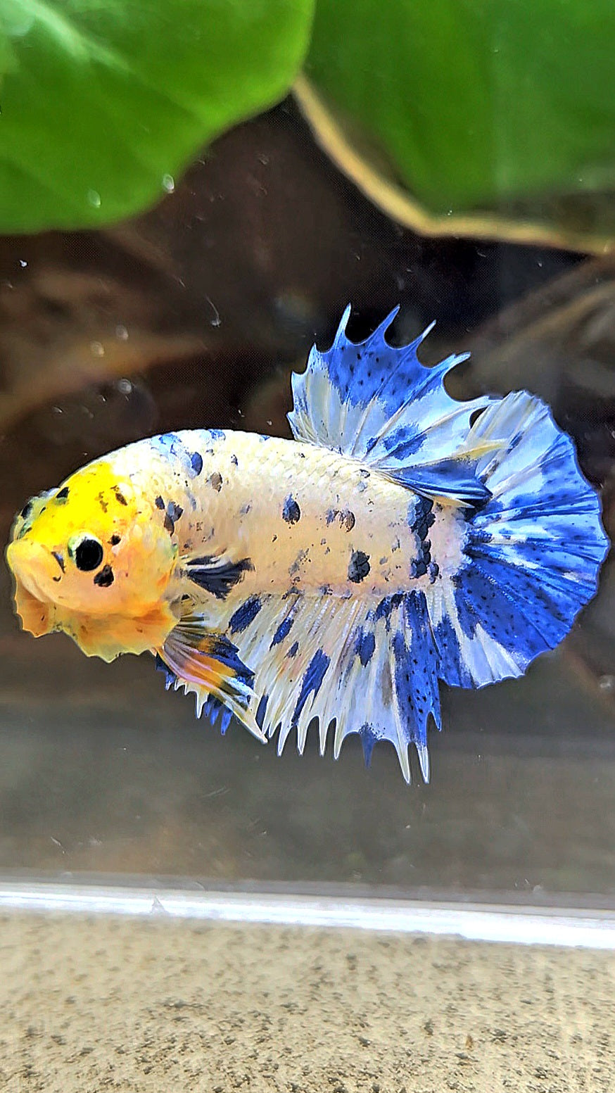 LUXURY CROWNTAIL PLAKAT YELLOW HEAD BLUE DOTS MARBLE MULTICOLOR BETTA FISH