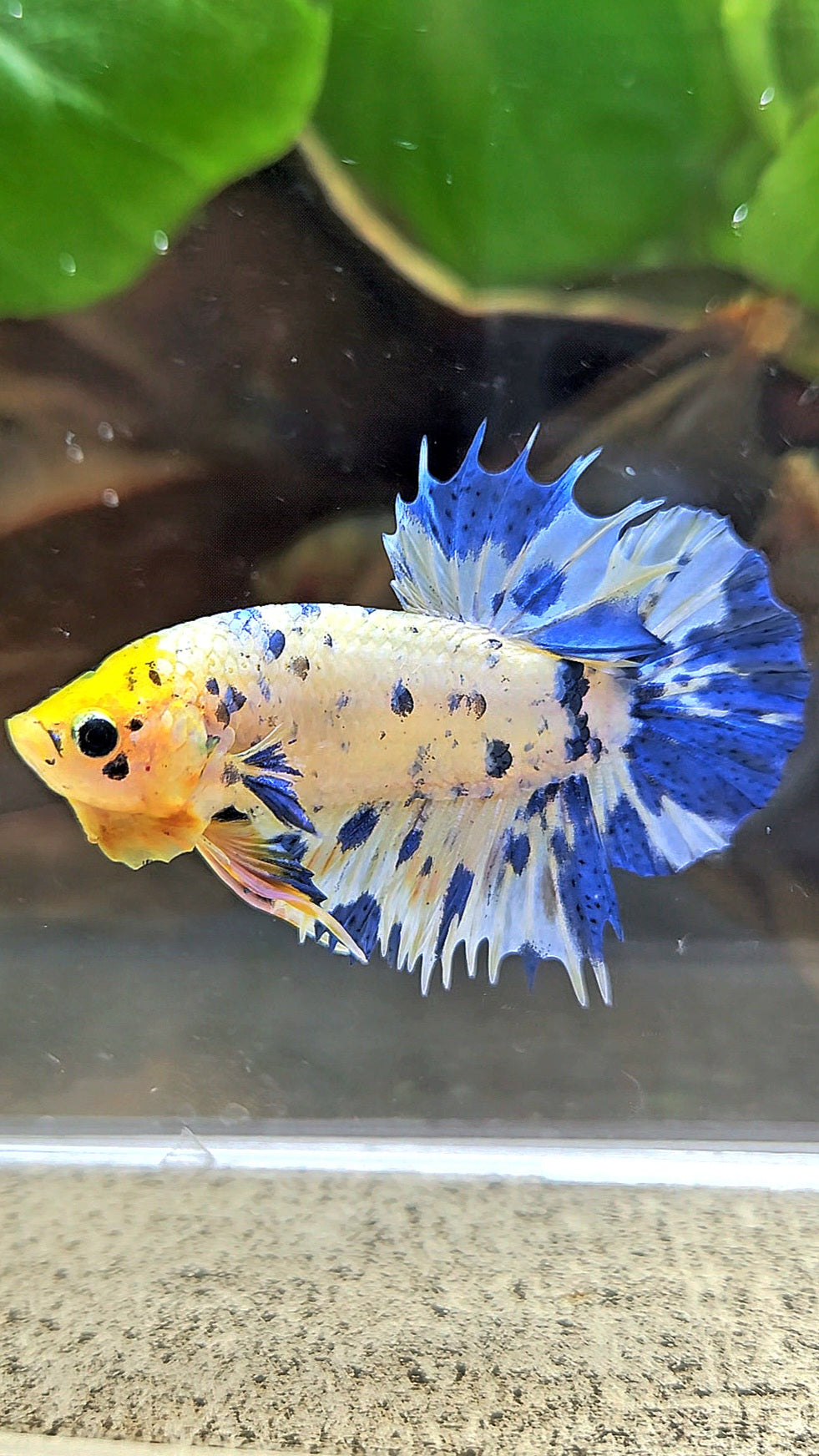 LUXURY CROWNTAIL PLAKAT YELLOW HEAD BLUE DOTS MARBLE MULTICOLOR BETTA FISH