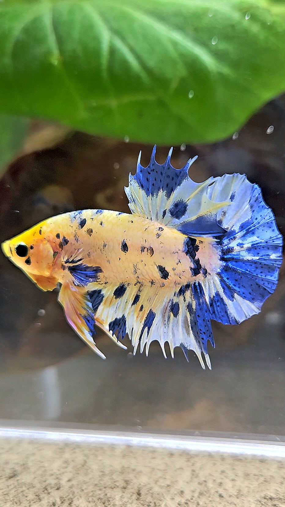 LUXURY CROWNTAIL PLAKAT YELLOW HEAD BLUE DOTS MARBLE MULTICOLOR BETTA FISH