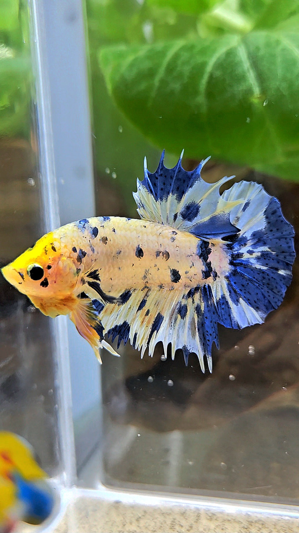 LUXURY CROWNTAIL PLAKAT YELLOW HEAD BLUE DOTS MARBLE MULTICOLOR BETTA FISH
