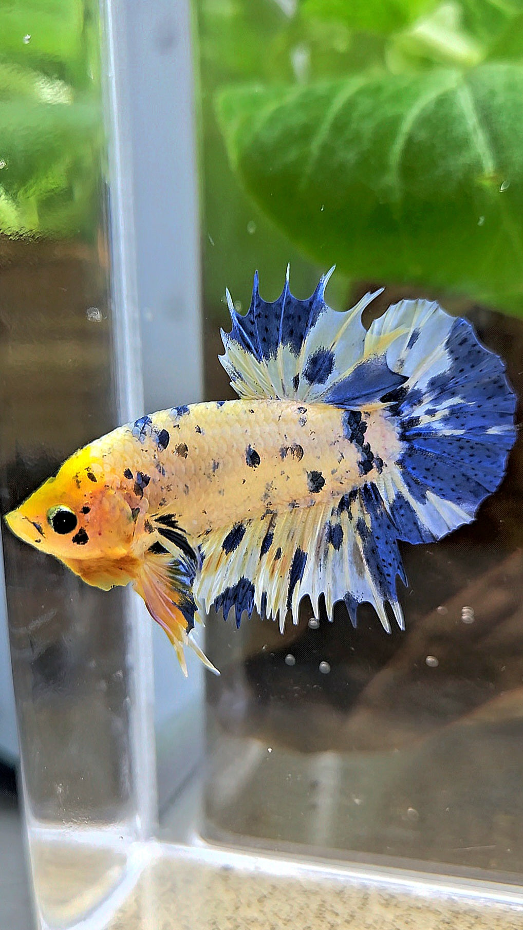 LUXURY CROWNTAIL PLAKAT YELLOW HEAD BLUE DOTS MARBLE MULTICOLOR BETTA FISH